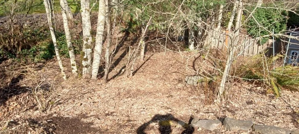 Expert yard cleanup service in Marysville, WA by Cruz Landscape