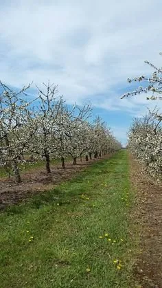 Top-rated landscape installation in Medina, NY by Cruz Landscaping