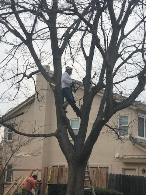 Trusted lawn mowing service in Elverta, CA by Cruz Landscaping Services