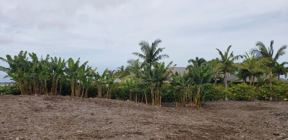 Expert residential landscaping for outdoor upgrades in Holualoa, HI by Cruz Lawn and Landscape