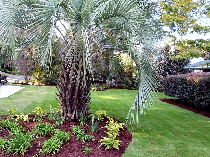 Professional landscaping services near you in Johns Island, SC by Cruz Lawn and Tree