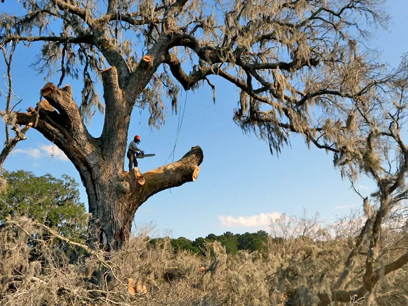 Reliable garden landscaping in Johns Island, SC - Cruz Lawn and Tree