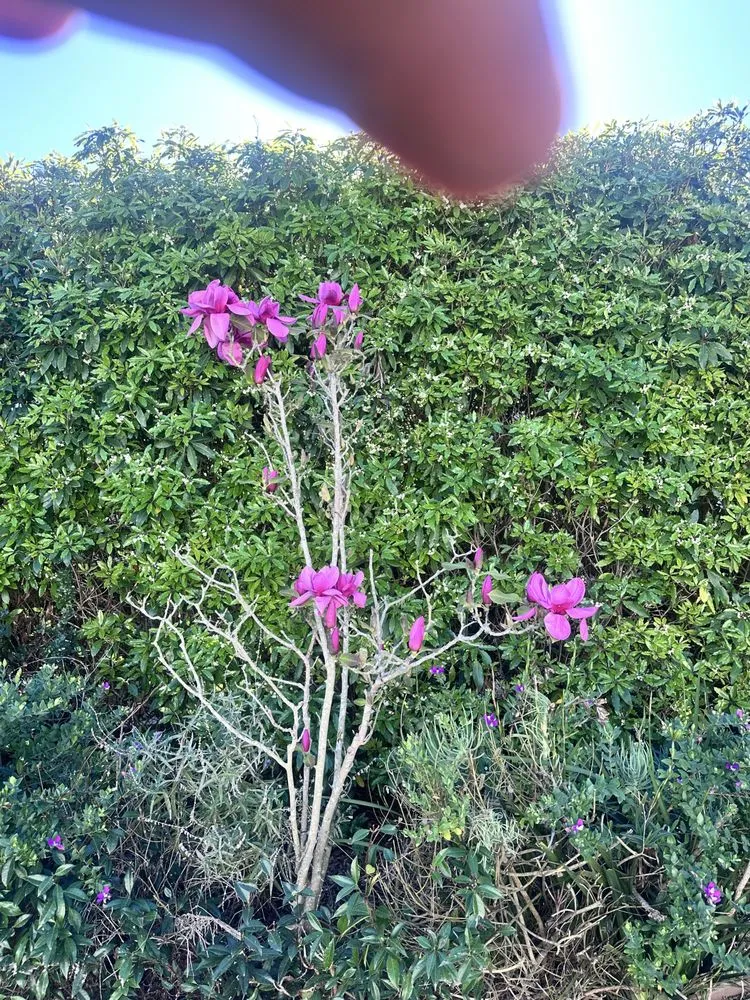 Local landscape installation experts serving Bakersfield, CA - Cruz Lawn Landscape Services