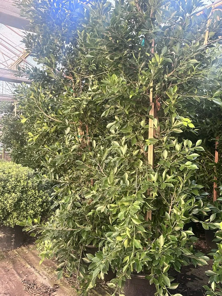 Top-rated landscape installation experts serving Bakersfield, CA - Cruz Lawn Landscape Services