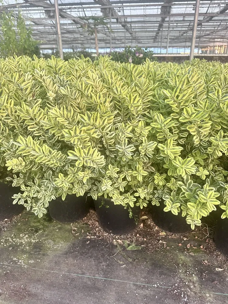 Affordable garden landscaping with custom design across Bakersfield, CA - Cruz Lawn Landscape Services