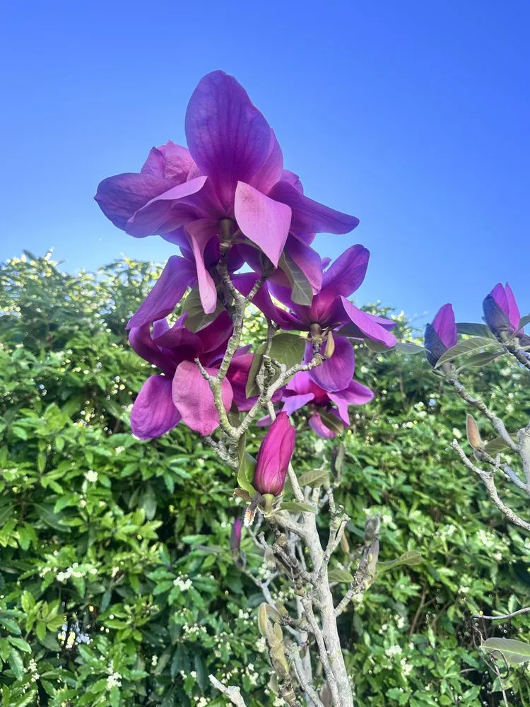 Professional garden landscaping for outdoor upgrades across Bakersfield, CA - Cruz Lawn Landscape Services