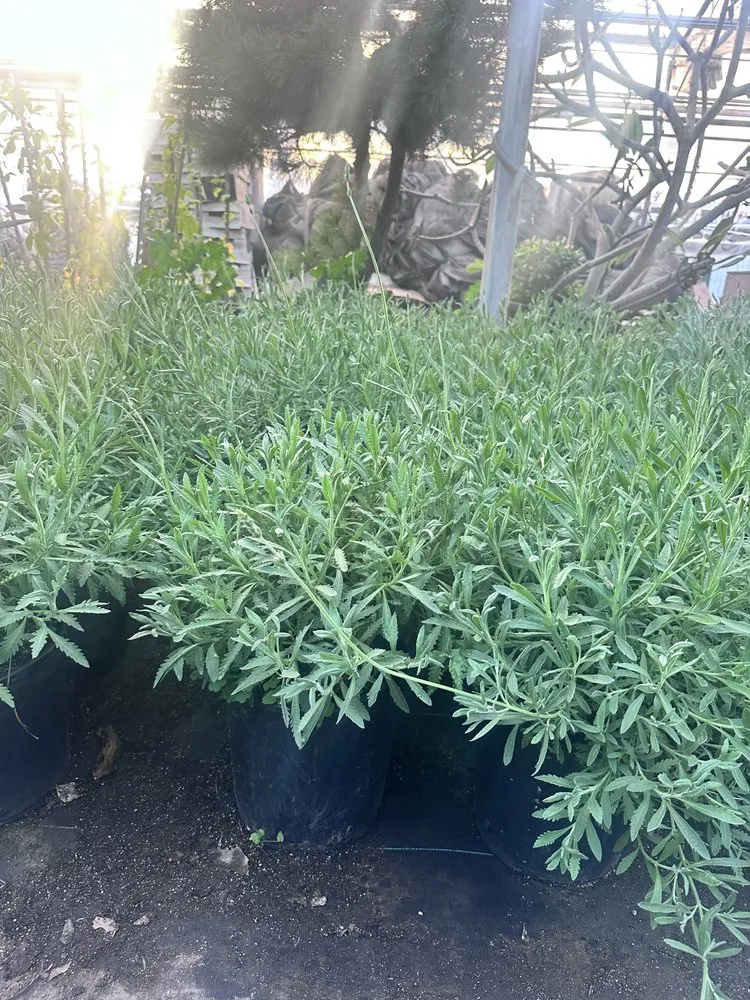 Reliable lawn mowing service in Bakersfield, CA - Cruz Lawn Landscape Services