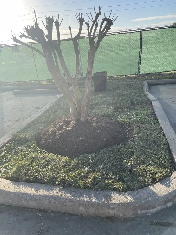 Local lawn care service in Houston, TX by Cruz Lawn Service & Landscaping