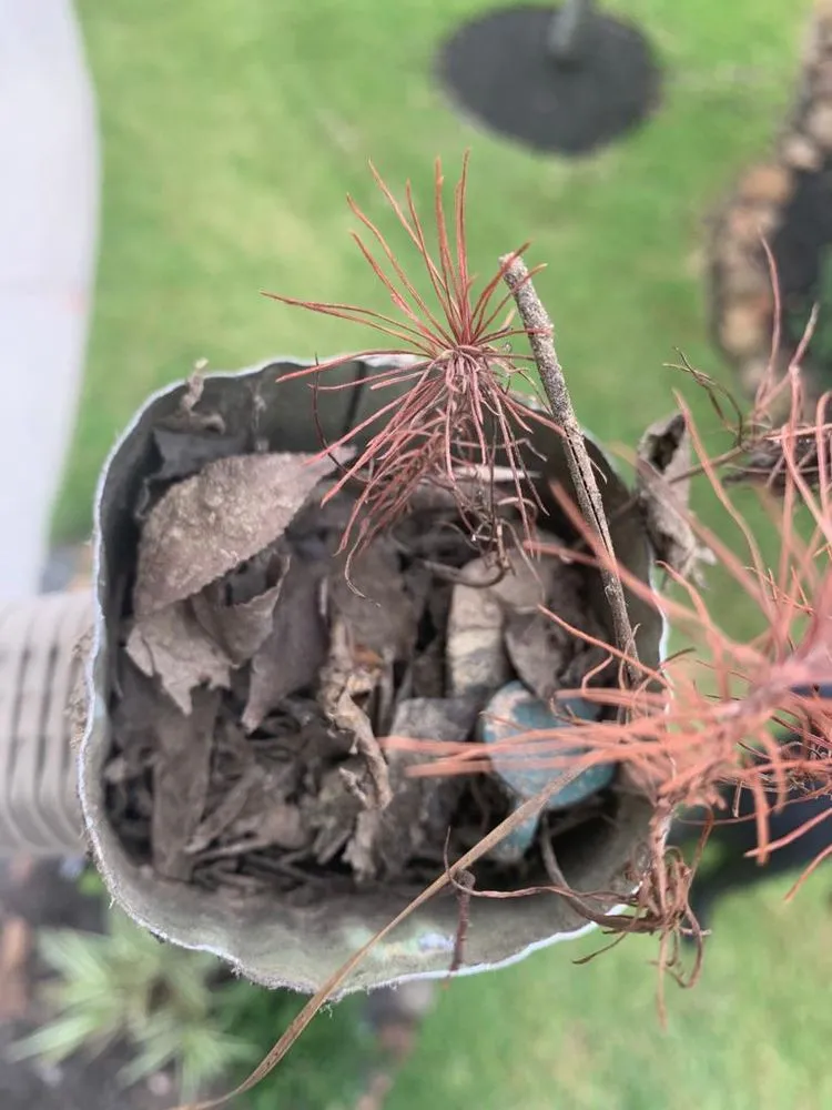 Reliable outdoor landscaping experts serving Houston, TX - Cruz Lawn Service & Landscaping