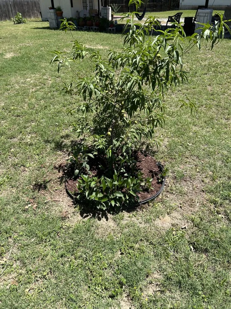 Trusted landscape installation for residential properties in Somerset, TX by Cruz Outdoors services