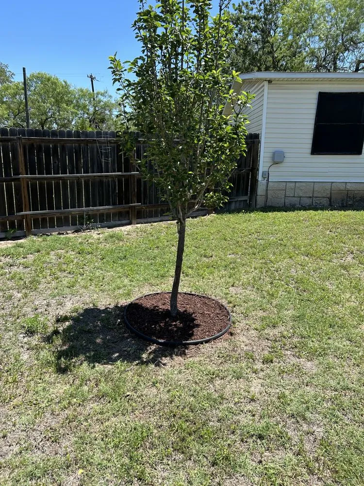 Professional yard cleanup service in Somerset, TX by Cruz Outdoors services