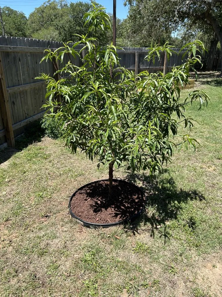 Reliable lawn care service in Somerset, TX - Cruz Outdoors services