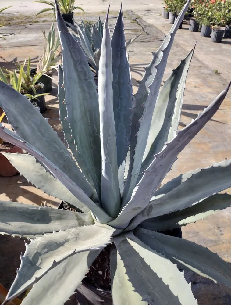 Local landscape design for beautiful yards across Fort Pierce, FL - Cruz Robles Service