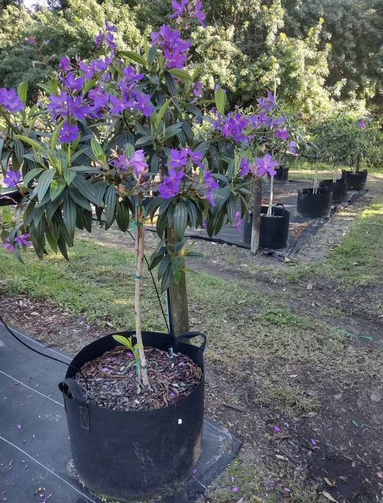 Expert outdoor landscaping in Fort Pierce, FL by Cruz Robles Service