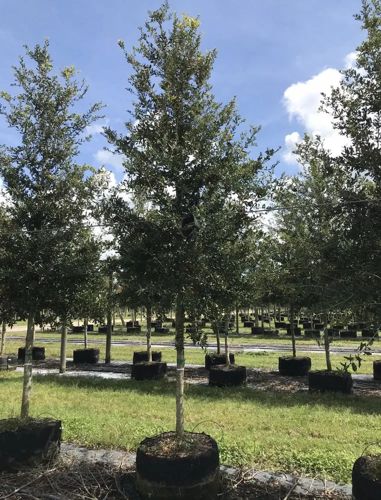 Top-rated lawn mowing service for homes across Fort Pierce, FL - Cruz Robles Service