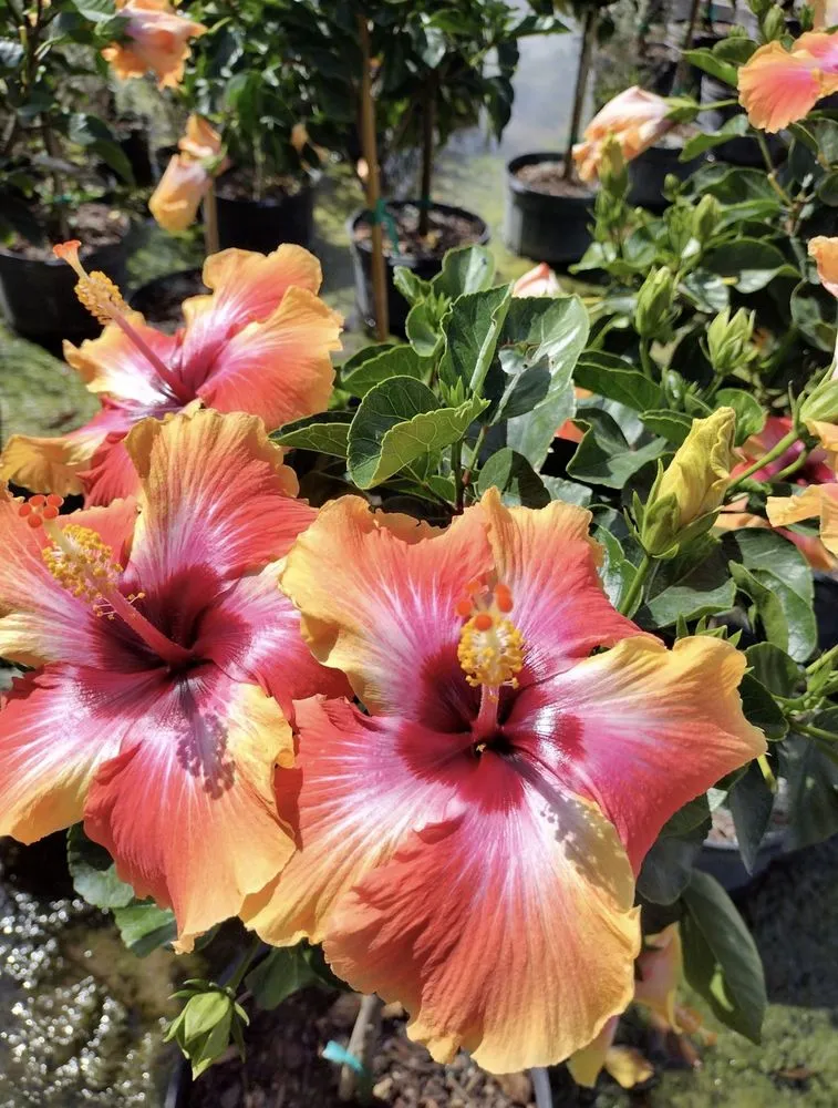 Local landscaping services experts serving Fort Pierce, FL - Cruz Robles Service