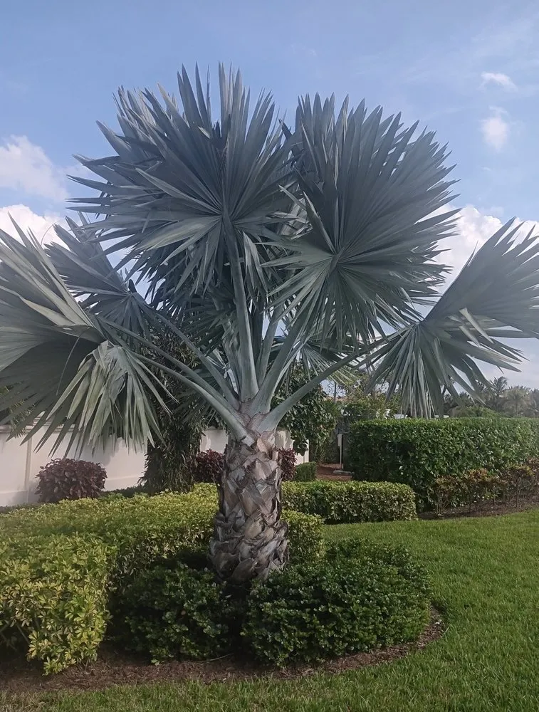 Reliable landscape installation in Fort Pierce, FL by Cruz Robles Service