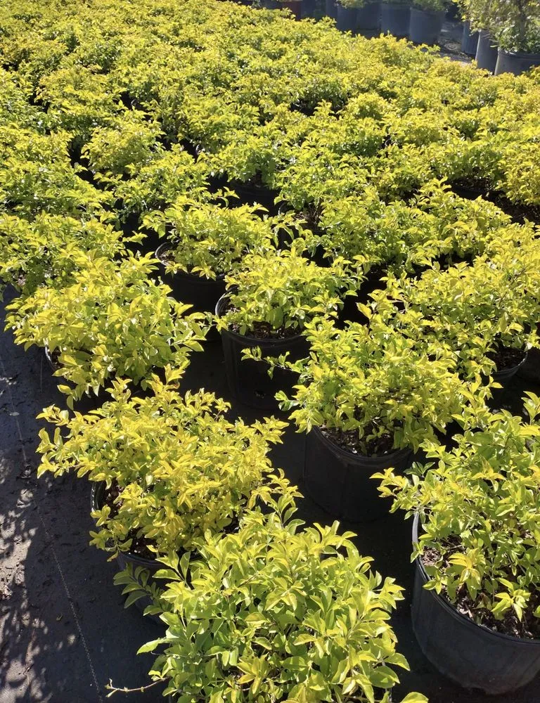 Trusted garden landscaping near you across Fort Pierce, FL - Cruz Robles Service