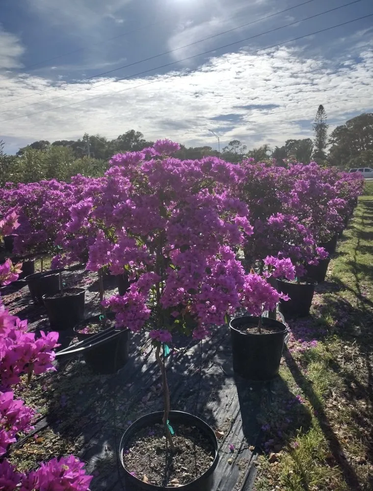 Expert landscaping services near you across Fort Pierce, FL - Cruz Robles Service