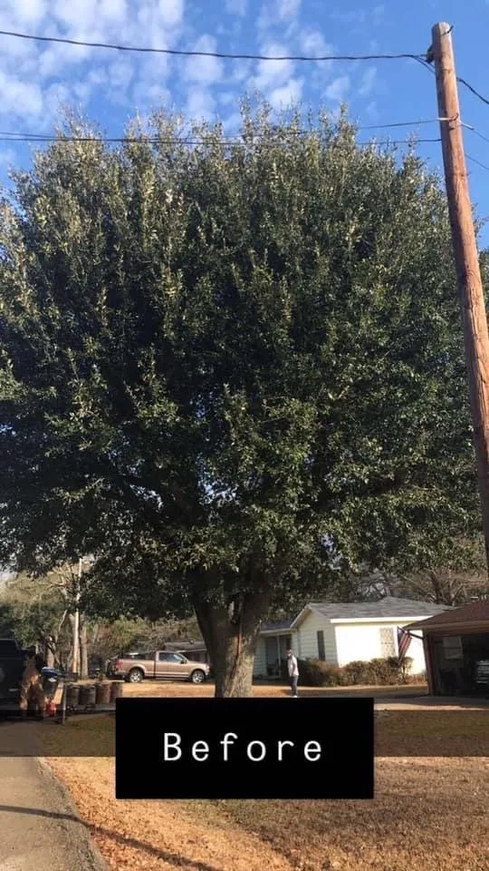 Reliable outdoor landscaping experts serving Longview, TX - Cruz Rodriguez Tree Service