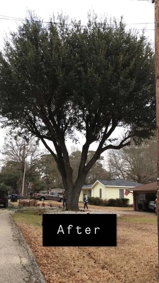 Top-rated lawn mowing service experts serving Longview, TX - Cruz Rodriguez Tree Service