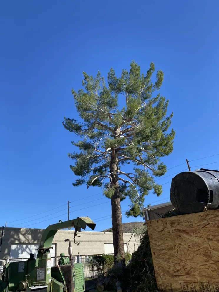 Affordable yard maintenance experts serving San Fernando Valley, CA - Cruz Tree Service & Landscaping