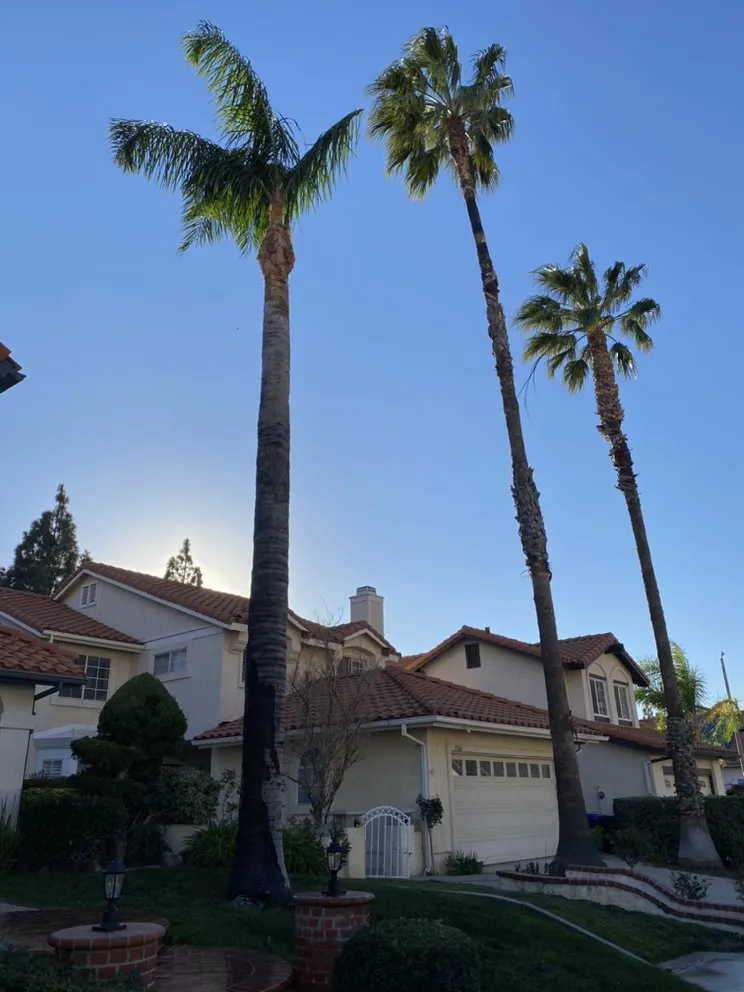 Affordable outdoor landscaping for year-round maintenance across San Fernando Valley, CA - Cruz Tree Service & Landscaping