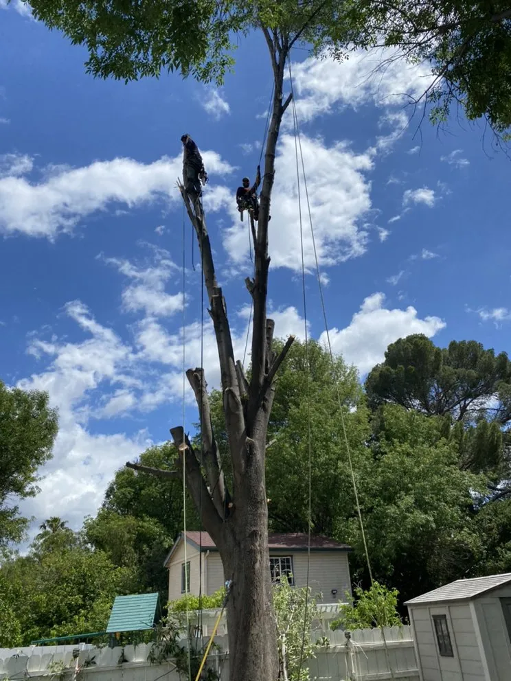 Custom lawn care service experts serving San Fernando Valley, CA - Cruz Tree Service & Landscaping