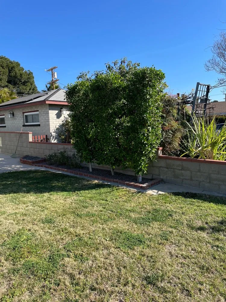 Reliable yard cleanup service in San Fernando Valley, CA by Cruz Tree Service & Landscaping