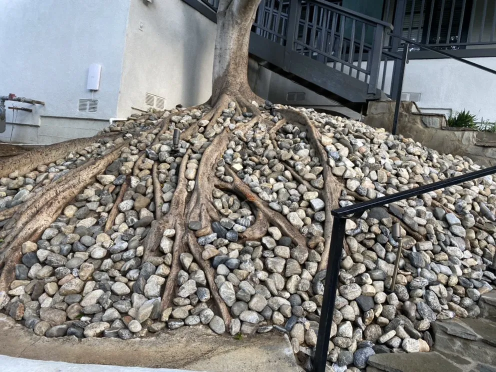 Affordable yard cleanup service for beautiful yards across San Fernando Valley, CA - Cruz Tree Service & Landscaping