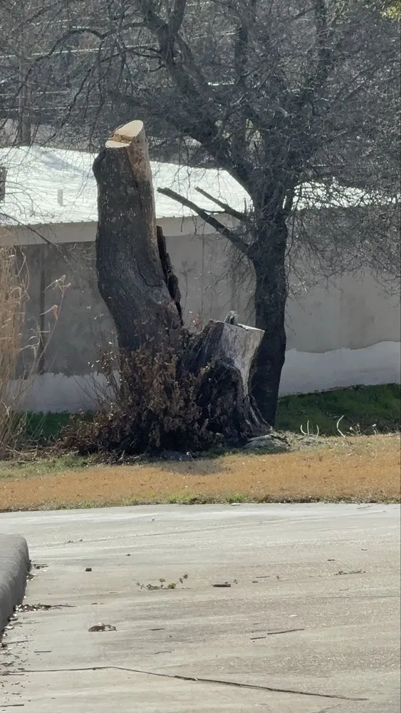 Affordable yard maintenance for homes in Dallas, TX by Cruz Tree Services