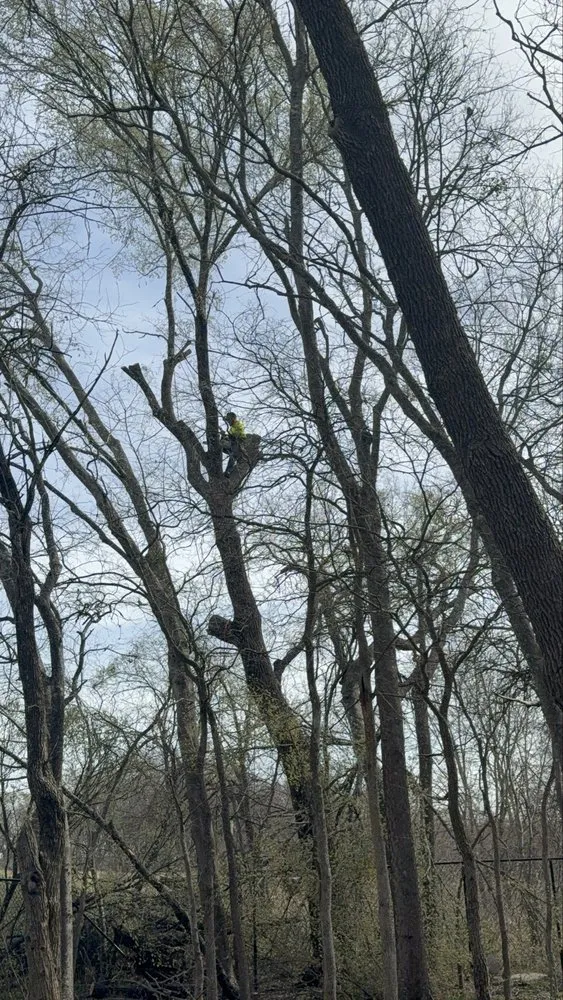 Reliable lawn care service in Dallas, TX - Cruz Tree Services