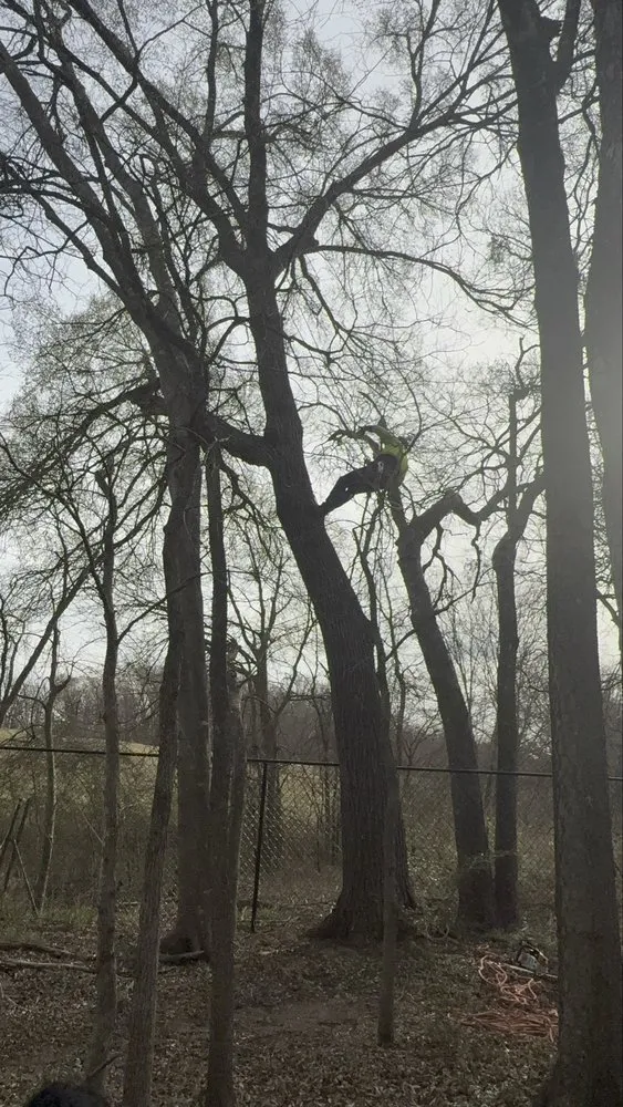 Trusted yard cleanup service in Dallas, TX - Cruz Tree Services