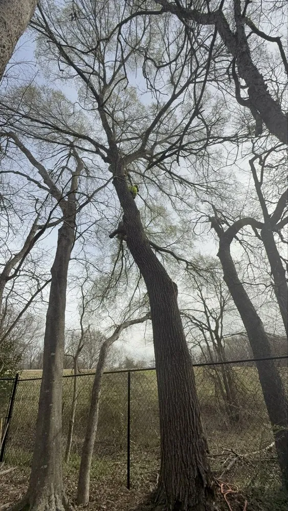 Local landscape installation for beautiful yards across Dallas, TX - Cruz Tree Services