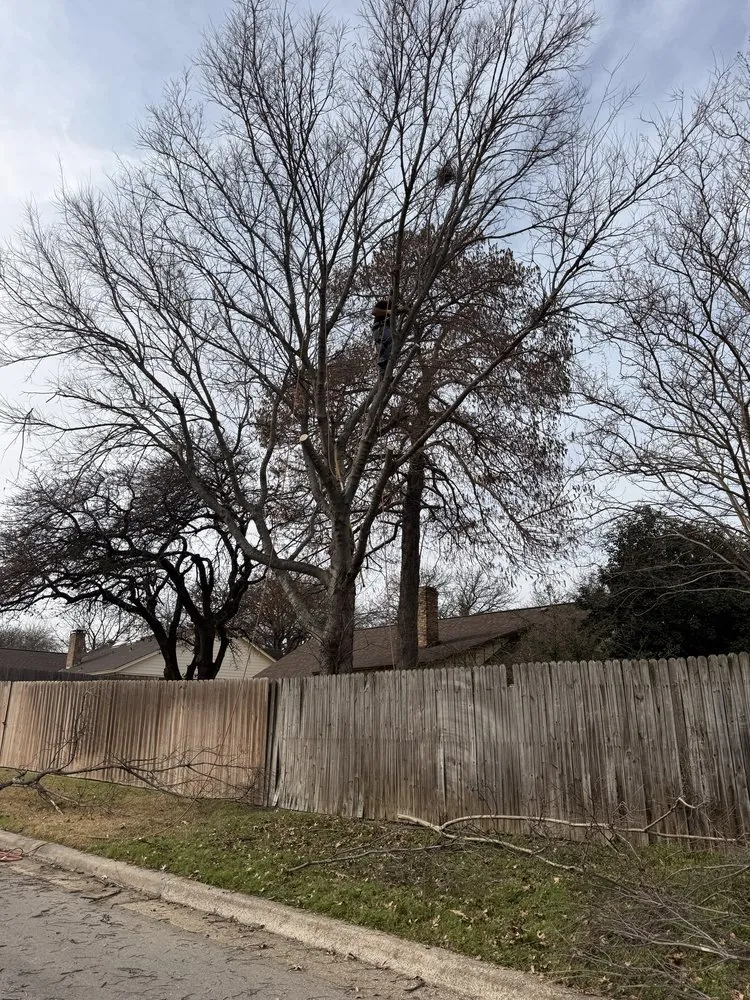 Affordable landscape installation in Dallas, TX - Cruz Tree Services