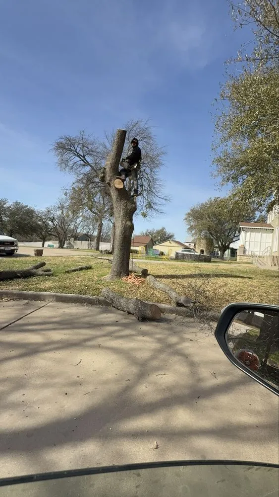 Trusted landscaping services experts serving Dallas, TX - Cruz Tree Services