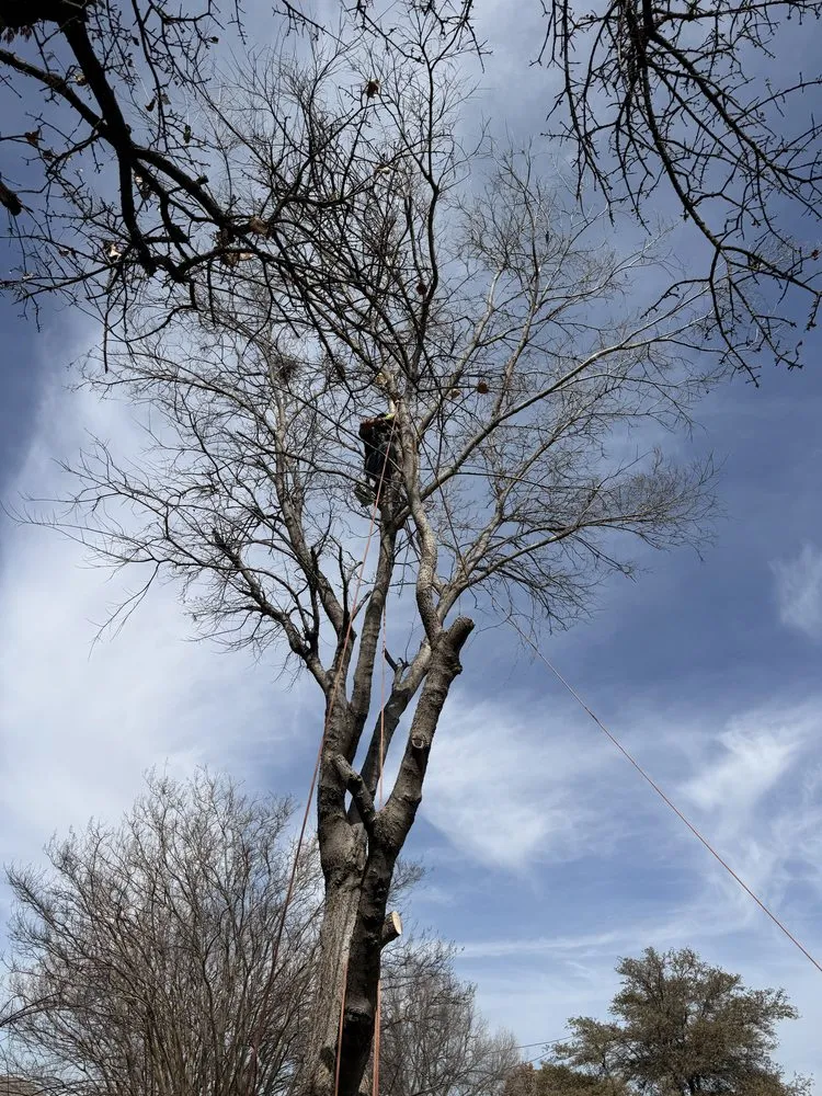 Reliable garden landscaping with custom design across Dallas, TX - Cruz Tree Services