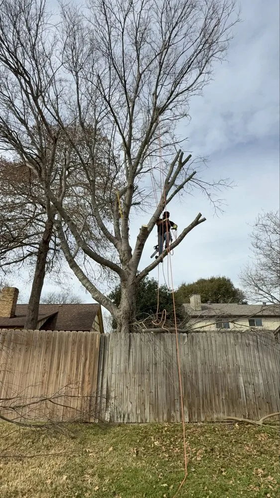 Trusted lawn mowing service in Dallas, TX by Cruz Tree Services