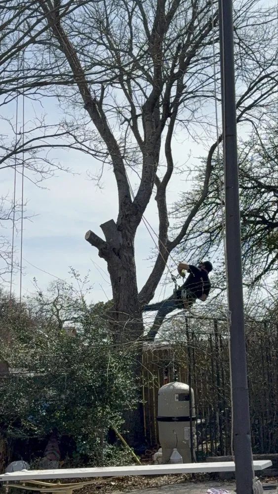 Trusted residential landscaping experts serving Dallas, TX - Cruz Tree Services