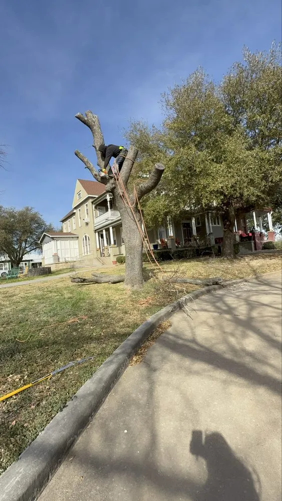 Reliable landscape installation in Dallas, TX - Cruz Tree Services