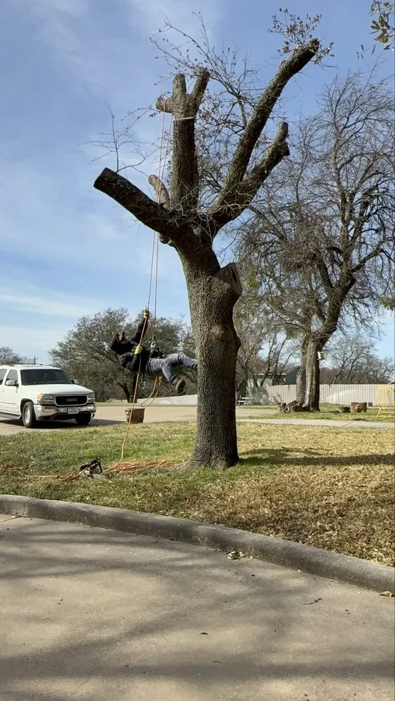 Trusted landscaping services in Dallas, TX by Cruz Tree Services