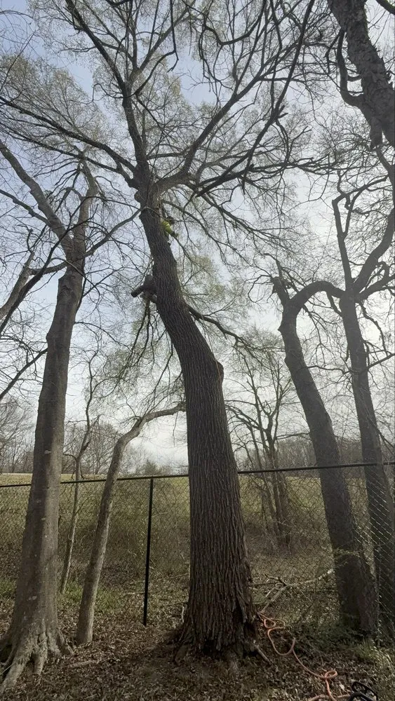 Reliable lawn care service in Dallas, TX - Cruz Tree Services