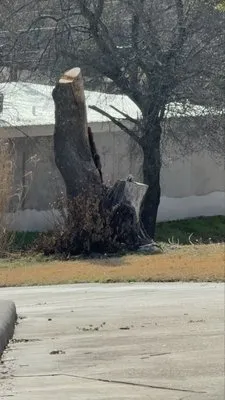 Cruz Tree Services Logo