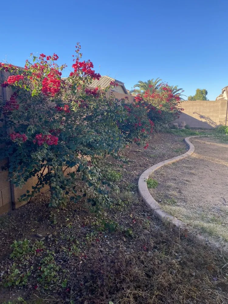 Expert lawn care service for outdoor upgrades in Chandler, AZ by Cruz’s Landscaping
