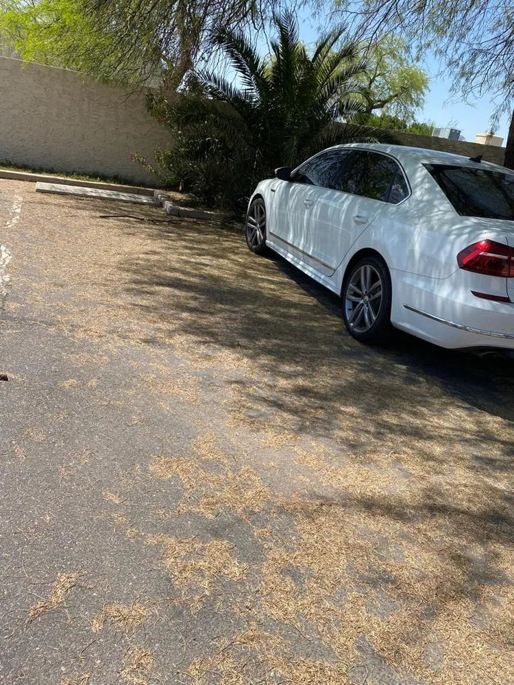 Expert residential landscaping in Chandler, AZ by Cruz’s Landscaping