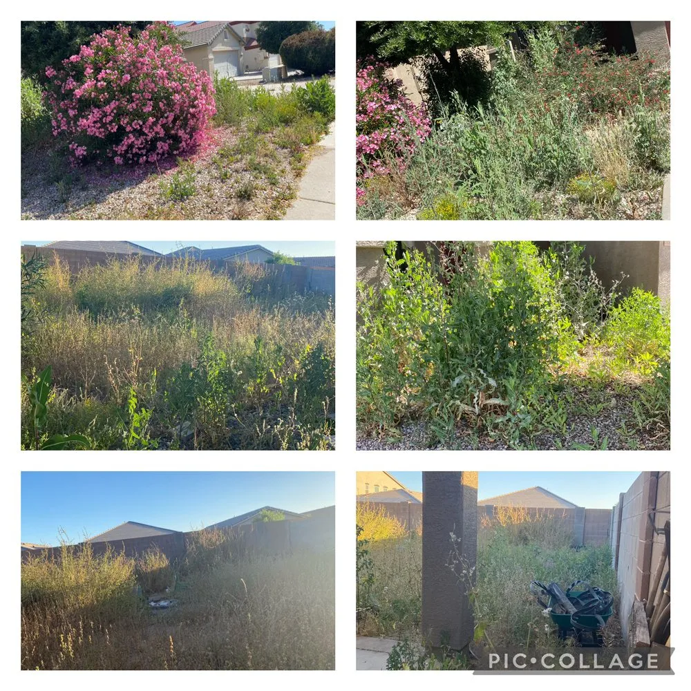 Custom yard cleanup service near you in Chandler, AZ by Cruz’s Landscaping