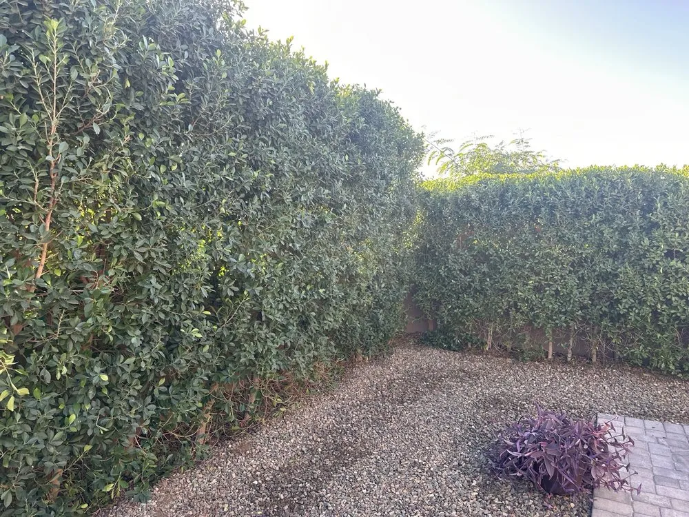 Trusted garden landscaping in Chandler, AZ by Cruz’s Landscaping