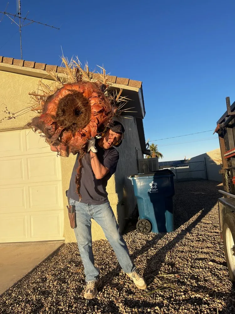 Trusted landscape installation in Lake Havasu City, AZ - Crystal Green Maintenance