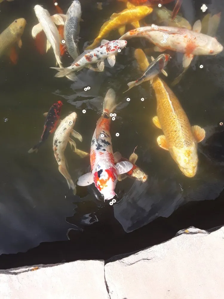 Top-rated landscaping services experts serving Colorado Springs, CO - Crystal Ponds