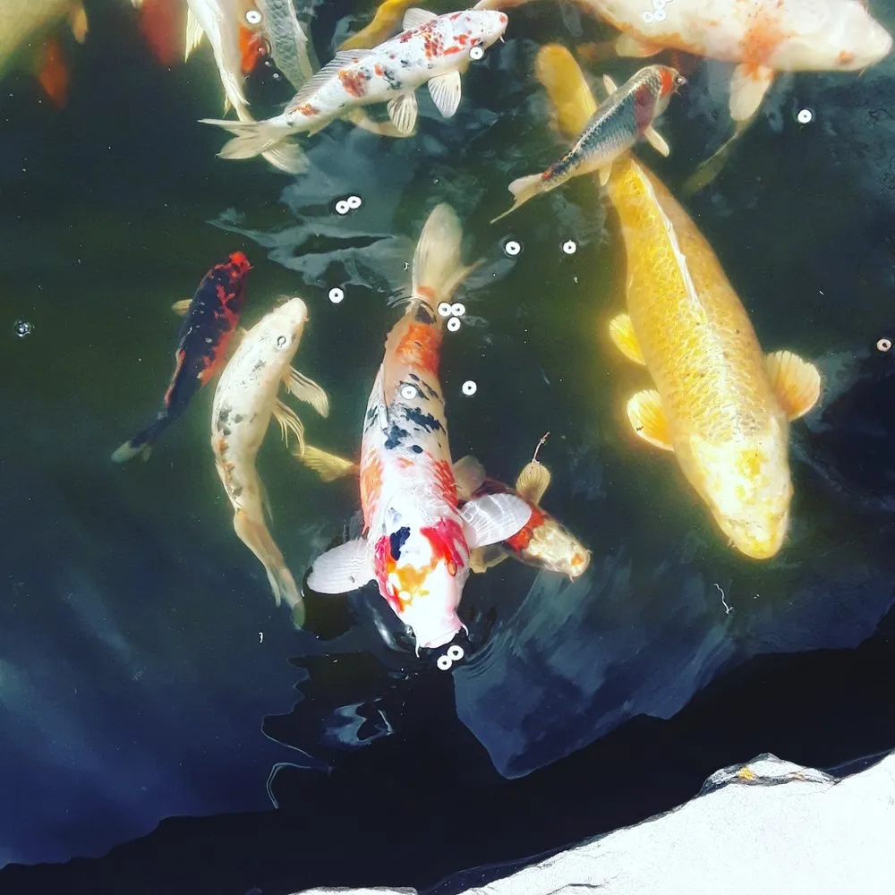 Local landscaping services experts serving Colorado Springs, CO - Crystal Ponds